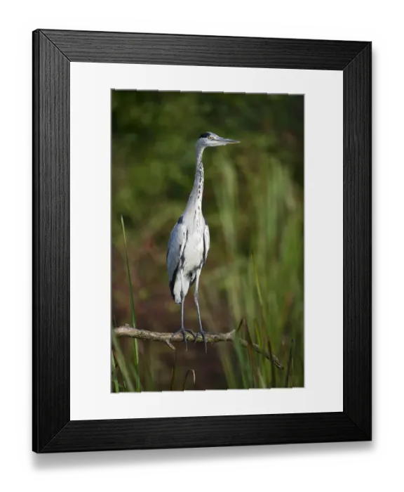 Framed Print : Grey Heron -Ardea cinerea-, Tyrol, Austria Framed Print : Grey Heron -Ardea cinerea-, Tyrol, Austria