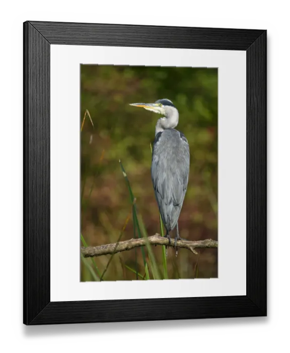 Framed Print : Grey Heron -Ardea cinerea-, Tyrol, Austria Framed Print : Grey Heron -Ardea cinerea-, Tyrol, Austria