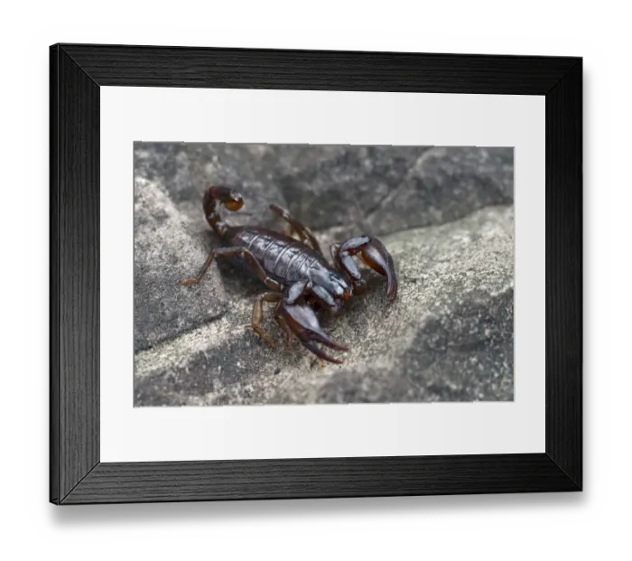 Framed Print : Alpenskorpion -Euscorpius germanus-, Gurgltal, Tyrol, Austria Framed Print : Alpenskorpion -Euscorpius germanus-, Gurgltal, Tyrol, Austria