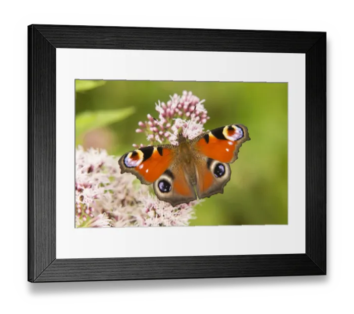 Framed Print : European Peacock -Inachis io, Io nymphalis-, North Rhine-Westphalia, Germany Framed Print : European Peacock -Inachis io, Io nymphalis-, North Rhine-Westphalia, Germany
