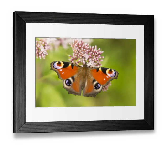 Framed Print : European Peacock -Inachis io, Io nymphalis-, North Rhine-Westphalia, Germany Framed Print : European Peacock -Inachis io, Io nymphalis-, North Rhine-Westphalia, Germany