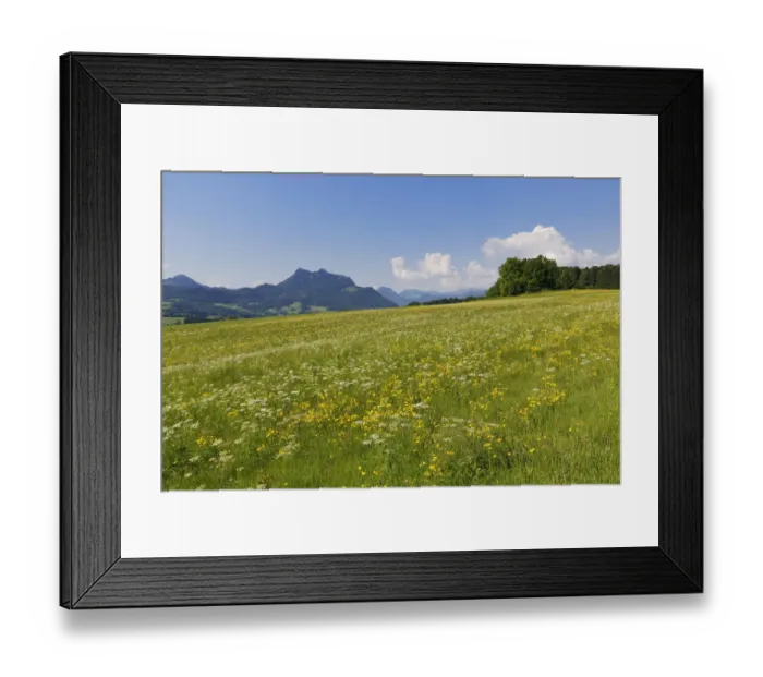 Framed Print : Flower meadow, Samerberg mountain, Wasserwand mountain at the back, Chiemgau, Upper Bavaria, Bavaria, Germany Framed Print : Flower meadow, Samerberg mountain, Wasserwand mountain at the back, Chiemgau, Upper Bavaria, Bavaria, Germany