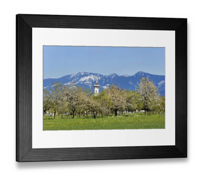 Framed Print : Blossoming apple trees, Church of St. Lawrence, Wiechs, Bad Feilnbach, Hochries mountain at the back, Upper Bavaria, Bavaria, Germany Framed Print : Blossoming apple trees, Church of St. Lawrence, Wiechs, Bad Feilnbach, Hochries mountain at the back, Upper Bavaria, Bavaria, Germany