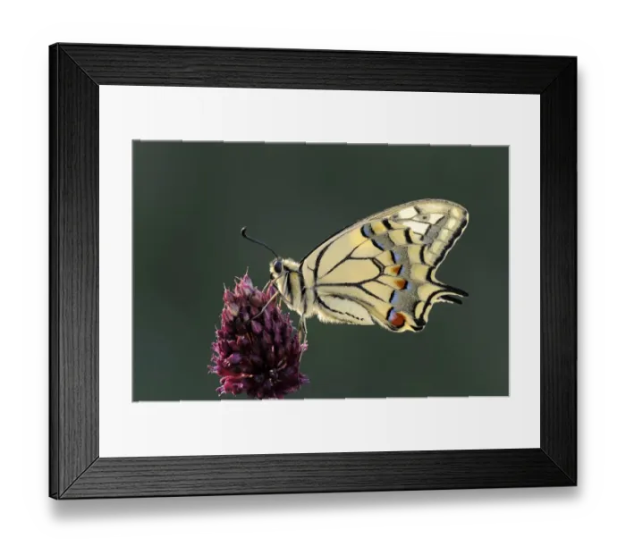 Framed Print : Old World Swallowtail -Papilio machaon-, Pleven region, Bulgaria Framed Print : Old World Swallowtail -Papilio machaon-, Pleven region, Bulgaria