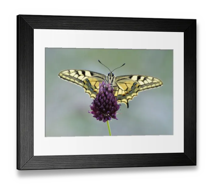 Framed Print : Old World Swallowtail -Papilio machaon-, Pleven region, Bulgaria Framed Print : Old World Swallowtail -Papilio machaon-, Pleven region, Bulgaria