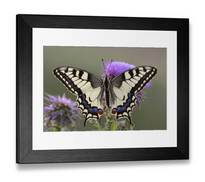 Framed Print : Old World Swallowtail -Papilio machaon-, Pleven region, Bulgaria Framed Print : Old World Swallowtail -Papilio machaon-, Pleven region, Bulgaria