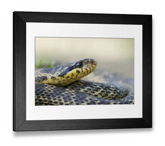 Framed Print : Blotched Snake -Elaphe sauromates-, Pleven region, Bulgaria Framed Print : Blotched Snake -Elaphe sauromates-, Pleven region, Bulgaria