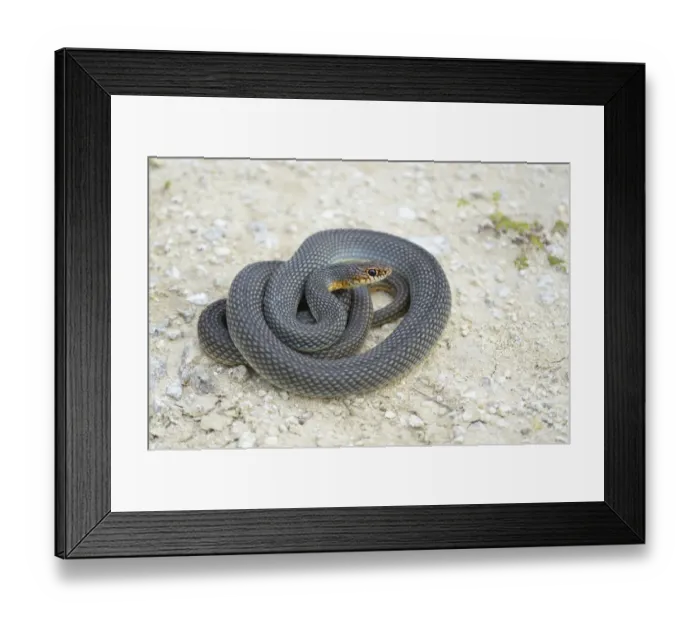 Framed Print : Caspian Whipsnake -Dolichophis caspius-, curled up, ready to fight, Pleven region, Bulgaria Framed Print : Caspian Whipsnake -Dolichophis caspius-, curled up, ready to fight, Pleven region, Bulgaria