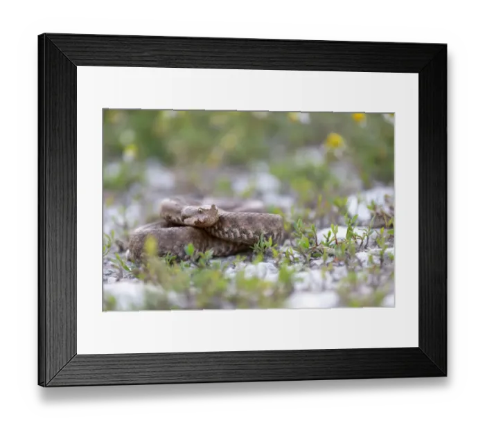 Framed Print : Horned Viper -Vipera ammodytes-, female, Pleven region, Bulgaria Framed Print : Horned Viper -Vipera ammodytes-, female, Pleven region, Bulgaria