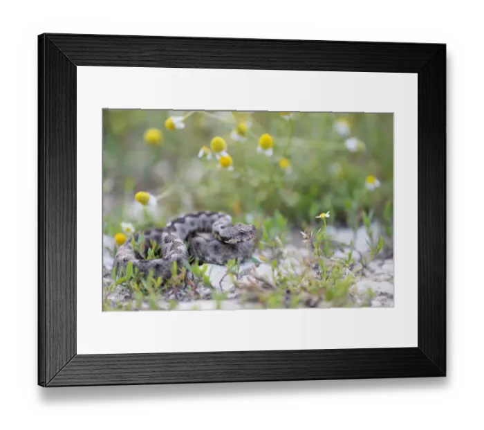 Framed Print : Horned Viper -Vipera ammodytes-, male, Pleven region, Bulgaria Framed Print : Horned Viper -Vipera ammodytes-, male, Pleven region, Bulgaria