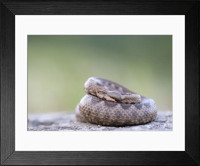 Framed Print : Horned Viper -Vipera ammodytes-, female, Pleven region, Bulgaria Framed Print : Horned Viper -Vipera ammodytes-, female, Pleven region, Bulgaria