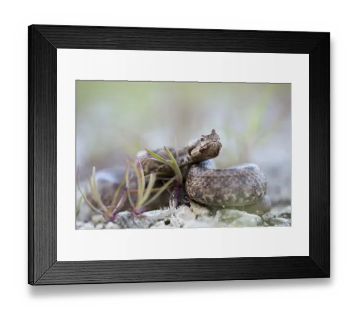 Framed Print : Horned Viper -Vipera ammodytes-, female, Pleven region, Bulgaria Framed Print : Horned Viper -Vipera ammodytes-, female, Pleven region, Bulgaria