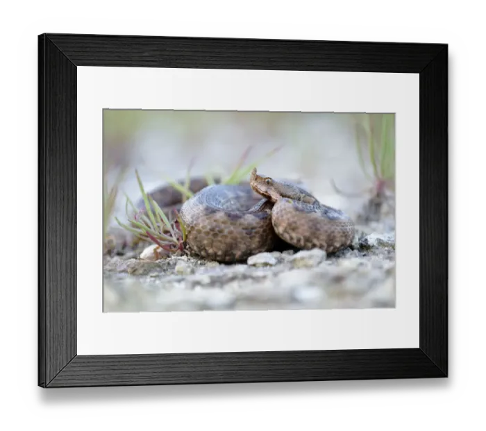 Framed Print : Horned Viper -Vipera ammodytes-, female, Pleven region, Bulgaria Framed Print : Horned Viper -Vipera ammodytes-, female, Pleven region, Bulgaria