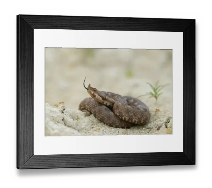 Framed Print : Horned Viper -Vipera ammodytes-, female, darting her tongue, Pleven region, Bulgaria Framed Print : Horned Viper -Vipera ammodytes-, female, darting her tongue, Pleven region, Bulgaria