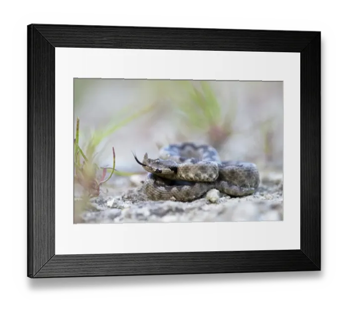 Framed Print : Horned Viper -Vipera ammodytes-, male, darting its tongue, Pleven region, Bulgaria Framed Print : Horned Viper -Vipera ammodytes-, male, darting its tongue, Pleven region, Bulgaria