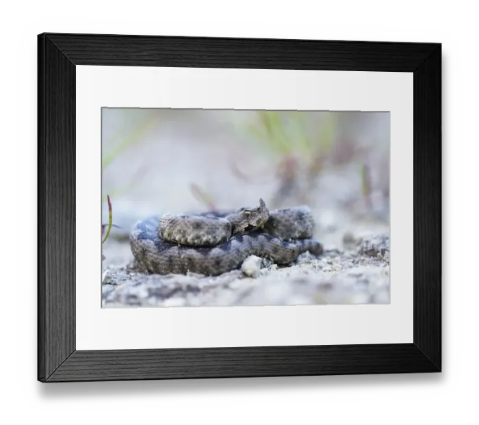 Framed Print : Horned Viper -Vipera ammodytes-, male, Pleven region, Bulgaria Framed Print : Horned Viper -Vipera ammodytes-, male, Pleven region, Bulgaria