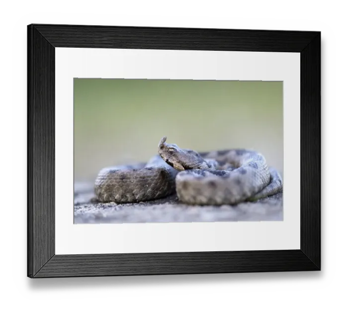 Framed Print : Horned Viper -Vipera ammodytes-, male, Pleven region, Bulgaria Framed Print : Horned Viper -Vipera ammodytes-, male, Pleven region, Bulgaria