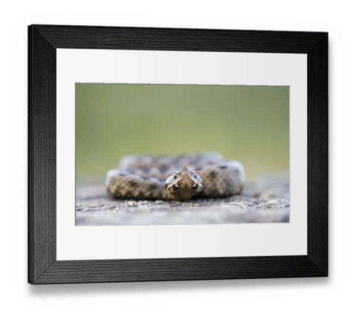 Framed Print : Horned Viper -Vipera ammodytes-, male, Pleven region, Bulgaria Framed Print : Horned Viper -Vipera ammodytes-, male, Pleven region, Bulgaria