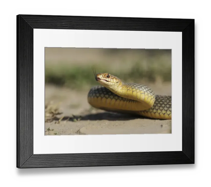 Framed Print : Caspian Whipsnake -Dolichophis caspius-, darting its tongue, Pleven region, Bulgaria Framed Print : Caspian Whipsnake -Dolichophis caspius-, darting its tongue, Pleven region, Bulgaria