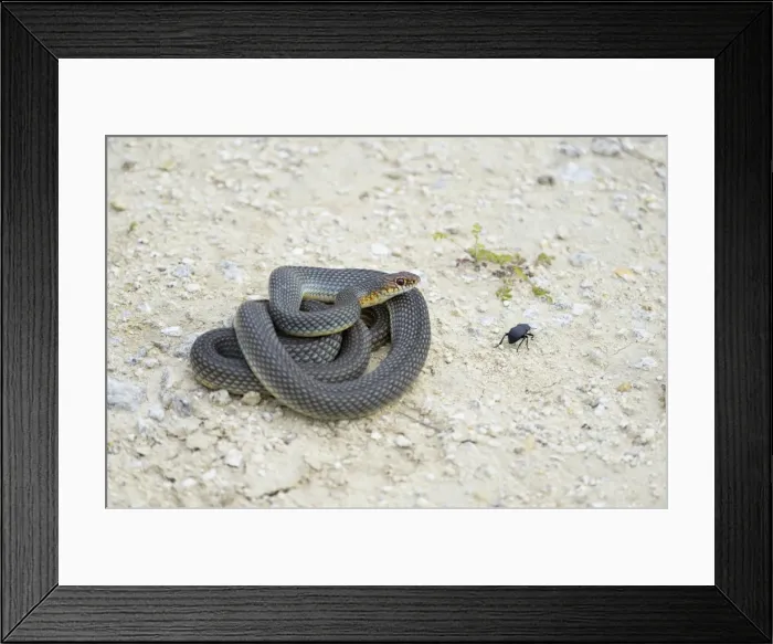 Framed Print : Caspian Whipsnake -Dolichophis caspius-, curled up, ready to fight, Pleven region, Bulgaria Framed Print : Caspian Whipsnake -Dolichophis caspius-, curled up, ready to fight, Pleven region, Bulgaria