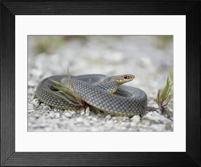 Framed Print : Caspian Whipsnake -Dolichophis caspius-, curled up, Pleven region, Bulgaria