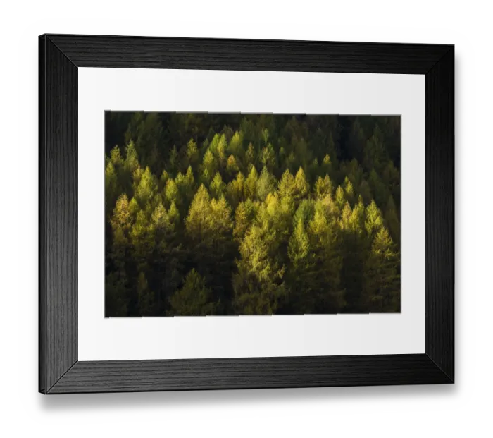 Framed Print : Autumnal larch forest, Sellraintal valley, Tyrol, Austria Framed Print : Autumnal larch forest, Sellraintal valley, Tyrol, Austria