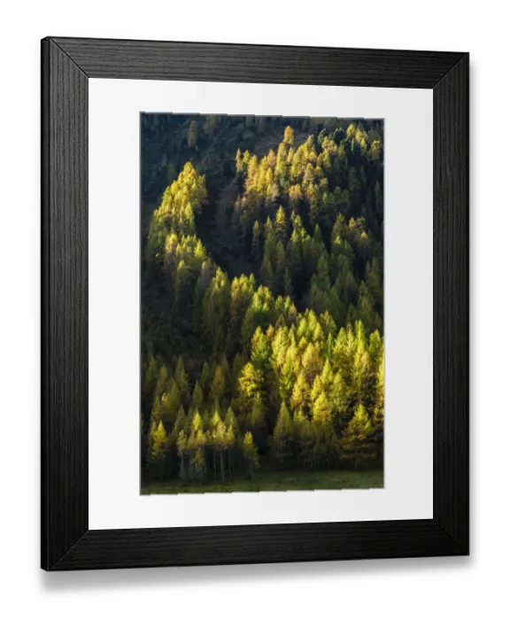 Framed Print : Autumnal larch forest, Sellraintal valley, Tyrol, Austria Framed Print : Autumnal larch forest, Sellraintal valley, Tyrol, Austria