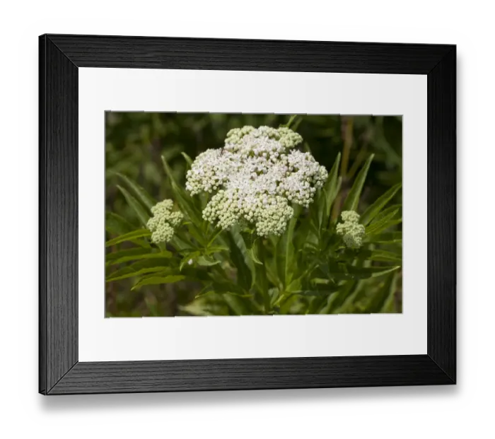 Framed Print : Dwarf Elder -Sambucus ebulus- Framed Print : Dwarf Elder -Sambucus ebulus-