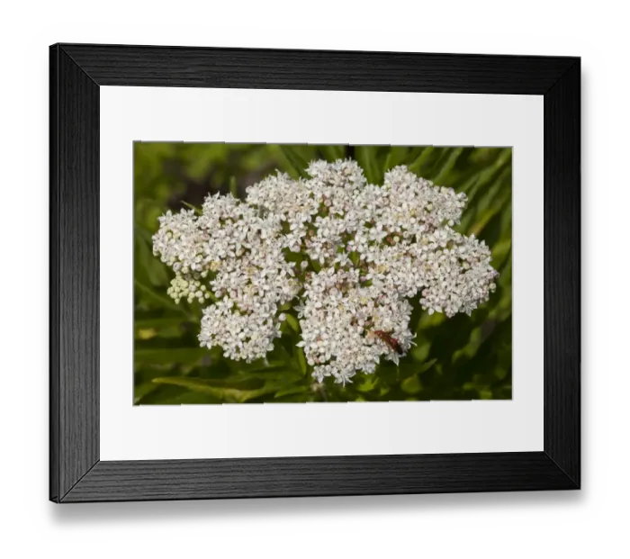 Framed Print : Dwarf Elder -Sambucus ebulus- Framed Print : Dwarf Elder -Sambucus ebulus-