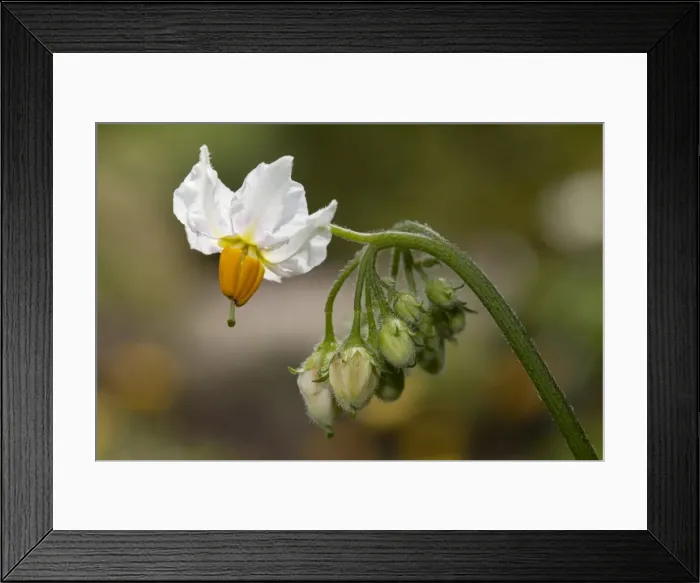 Framed Print : Potato flower -Solanum tuberosum- Framed Print : Potato flower -Solanum tuberosum-