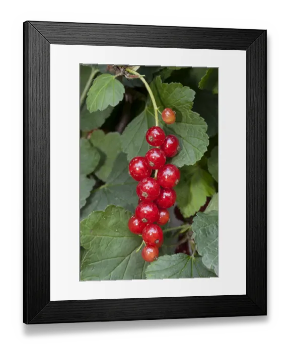 Framed Print : Red Currants -Ribes rubrum- Framed Print : Red Currants -Ribes rubrum-