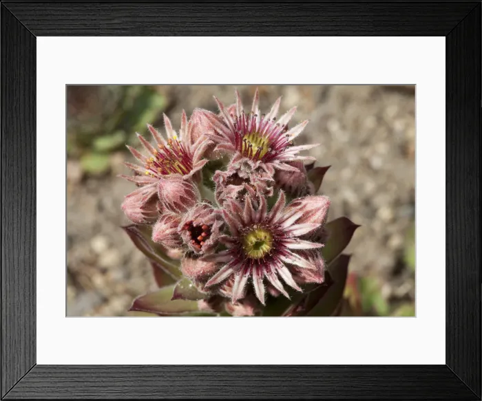 Framed Print : Common Houseleek -Sempervivum tectorum-, native to Europe Framed Print : Common Houseleek -Sempervivum tectorum-, native to Europe