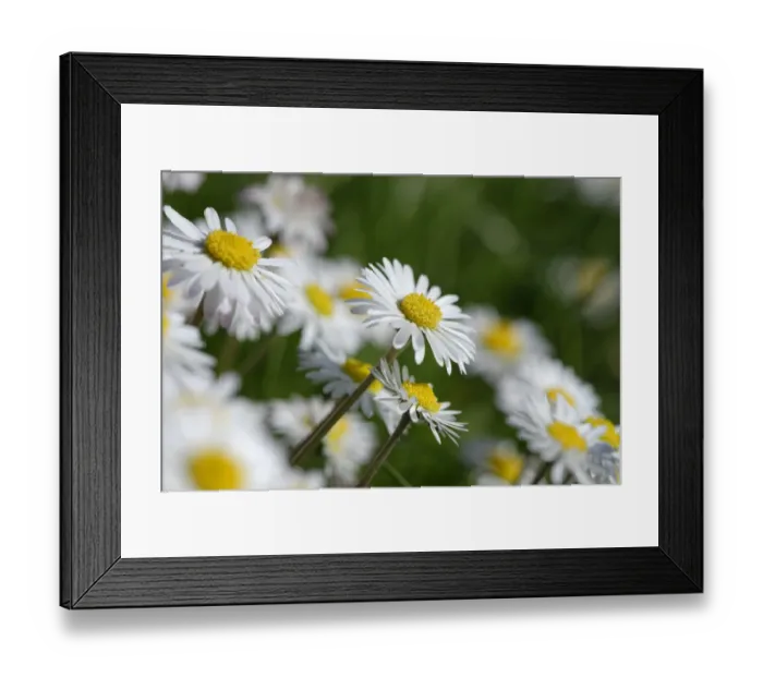Framed Print : Daisies -Bellis perennis-, Bavaria, Germany Framed Print : Daisies -Bellis perennis-, Bavaria, Germany