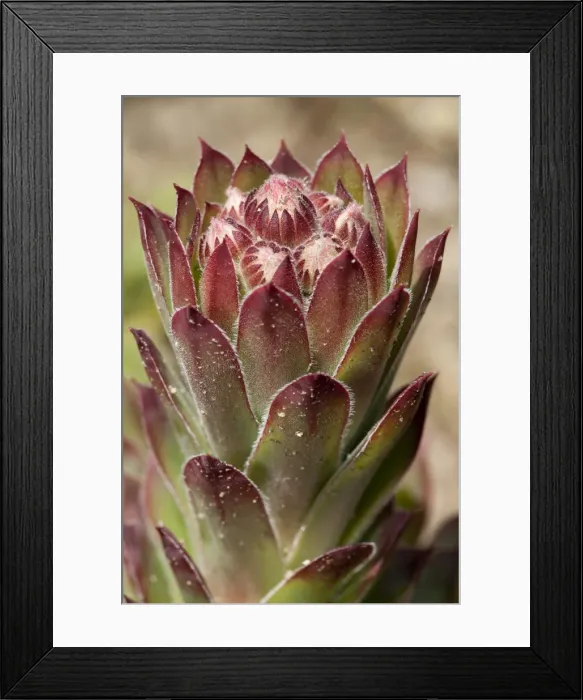 Framed Print : Common Houseleek -Sempervivum tectorum-, native to Europe Framed Print : Common Houseleek -Sempervivum tectorum-, native to Europe