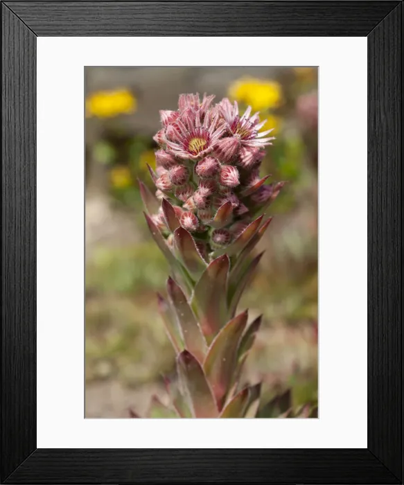 Framed Print : Common Houseleek -Sempervivum tectorum-, native to Europe Framed Print : Common Houseleek -Sempervivum tectorum-, native to Europe