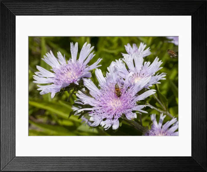 Framed Print : Bee on Stokes Aster -Stokesia laevis- Framed Print : Bee on Stokes Aster -Stokesia laevis-
