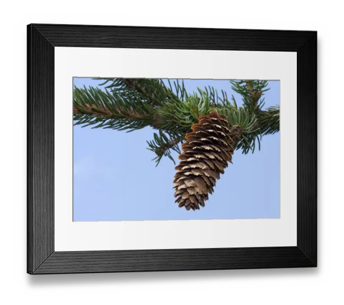 Framed Print : Spruce cone -Picea abies Virgata- Framed Print : Spruce cone -Picea abies Virgata-