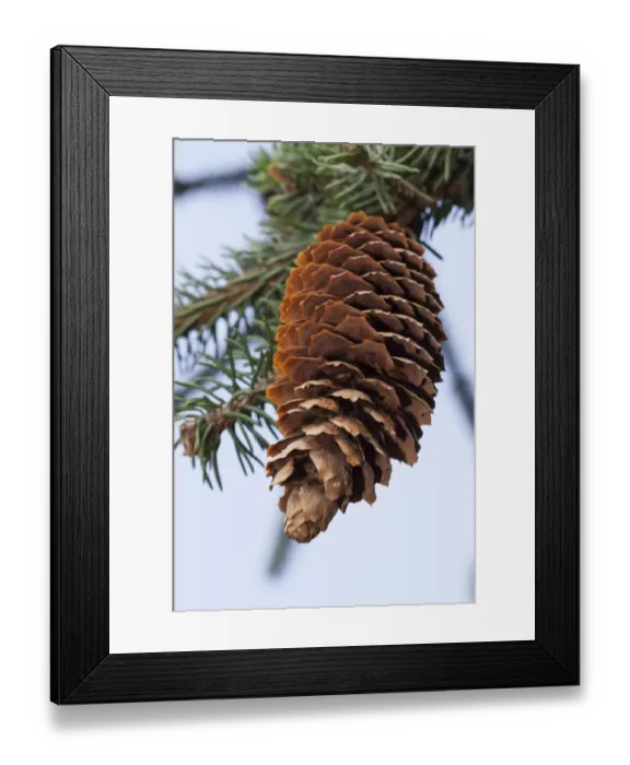 Framed Print : Spruce cone -Picea abies Virgata- Framed Print : Spruce cone -Picea abies Virgata-