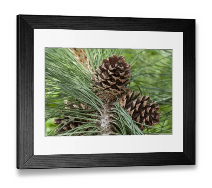 Framed Print : Cones, Ponderosa Pine -Pinus ponderosa- Framed Print : Cones, Ponderosa Pine -Pinus ponderosa-