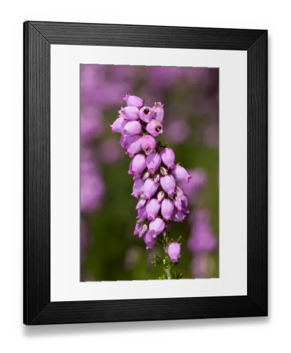 Framed Print : Heather-bell -Erica cinerea Rosi- Framed Print : Heather-bell -Erica cinerea Rosi-