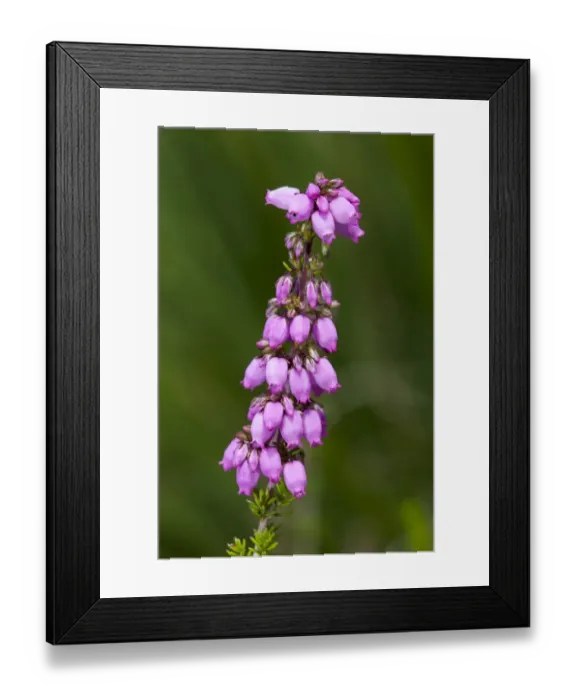 Framed Print : Heather-bell -Erica cinerea Rosi- Framed Print : Heather-bell -Erica cinerea Rosi-
