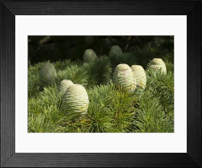 Framed Print : Pin, Himalayan Cedar -Cedrus deodara- Framed Print : Pin, Himalayan Cedar -Cedrus deodara-