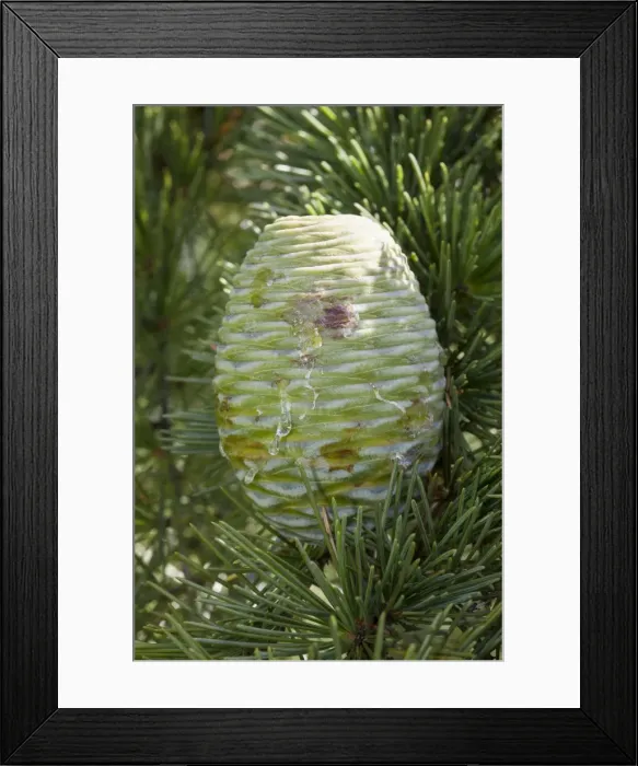 Framed Print : Pin, Himalayan Cedar -Cedrus deodara- Framed Print : Pin, Himalayan Cedar -Cedrus deodara-