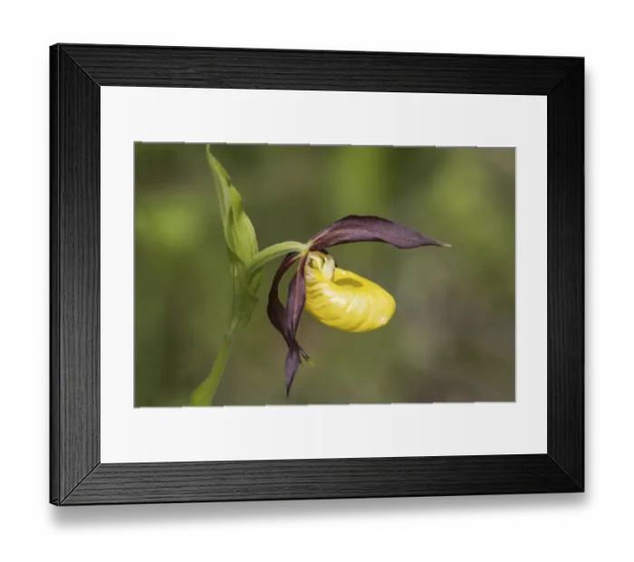 Framed Print : Ladys Slipper Orchid -Cypripedium calceolus-, Meissner Nature Park, Hesse, Germany Framed Print : Ladys Slipper Orchid -Cypripedium calceolus-, Meissner Nature Park, Hesse, Germany