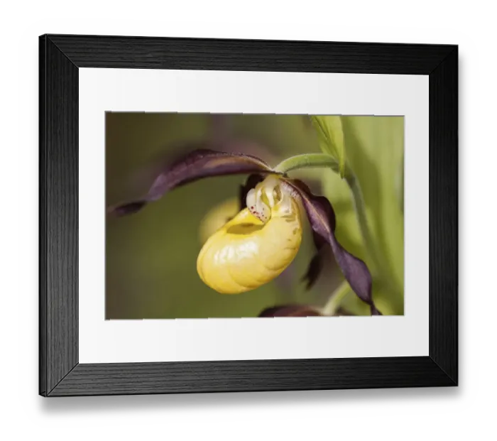 Framed Print : Ladys Slipper Orchid -Cypripedium calceolus-, Meissner Nature Park, Hesse, Germany Framed Print : Ladys Slipper Orchid -Cypripedium calceolus-, Meissner Nature Park, Hesse, Germany