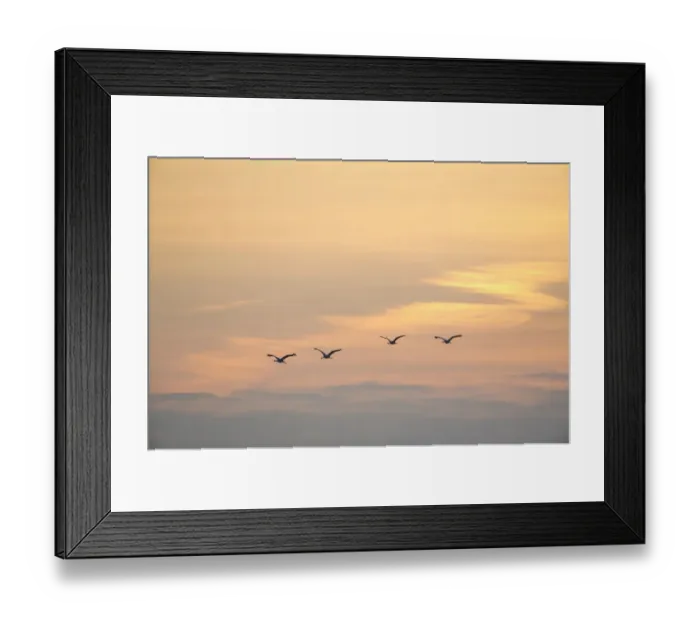 Framed Print : Common Cranes -Grus grus- in flight, Lower Saxony, Germany Framed Print : Common Cranes -Grus grus- in flight, Lower Saxony, Germany