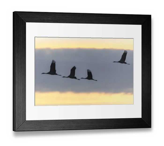 Framed Print : Common Cranes -Grus grus- in flight, Lower Saxony, Germany Framed Print : Common Cranes -Grus grus- in flight, Lower Saxony, Germany