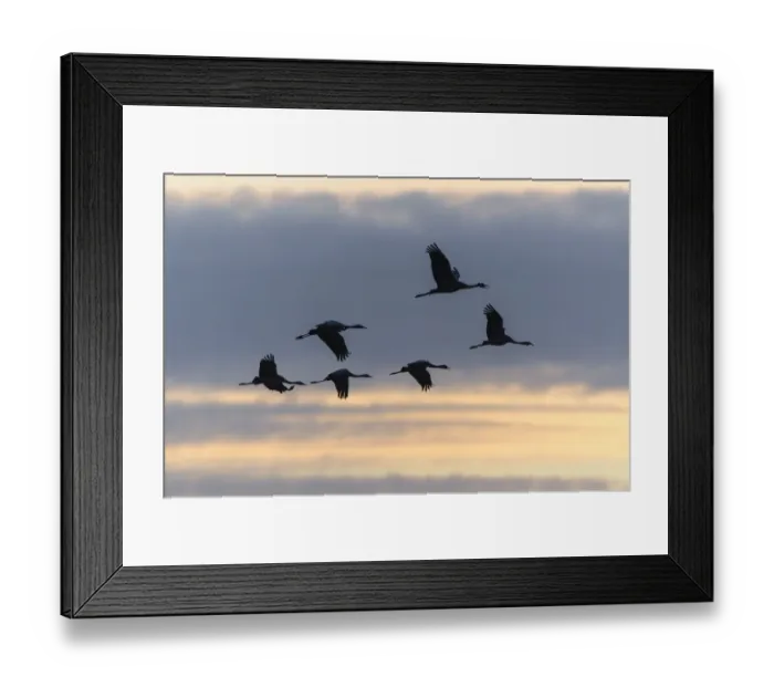 Framed Print : Commom Cranes -Grus grus- in flight, Lower Saxony, Germany Framed Print : Commom Cranes -Grus grus- in flight, Lower Saxony, Germany