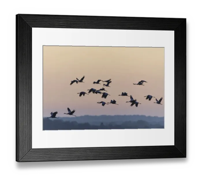 Framed Print : Common Cranes -Grus grus- in flight, Lower Saxony, Germany Framed Print : Common Cranes -Grus grus- in flight, Lower Saxony, Germany