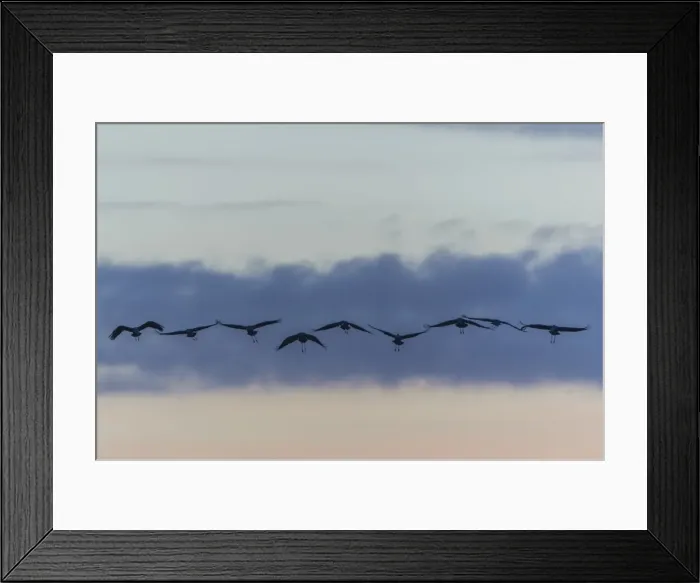 Framed Print : Commom Cranes -Grus grus- in flight, Lower Saxony, Germany Framed Print : Commom Cranes -Grus grus- in flight, Lower Saxony, Germany